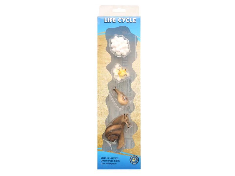 Az élet körforgása – csiga illusztráció