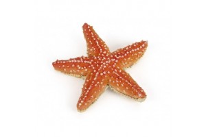 Tengeri csillag dekoráció közelről