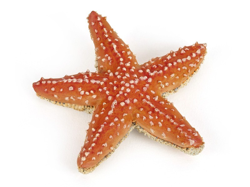 Tengeri csillag dekoráció közelről