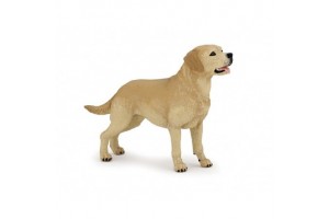 Labrador retriever - barátságos családi kutya