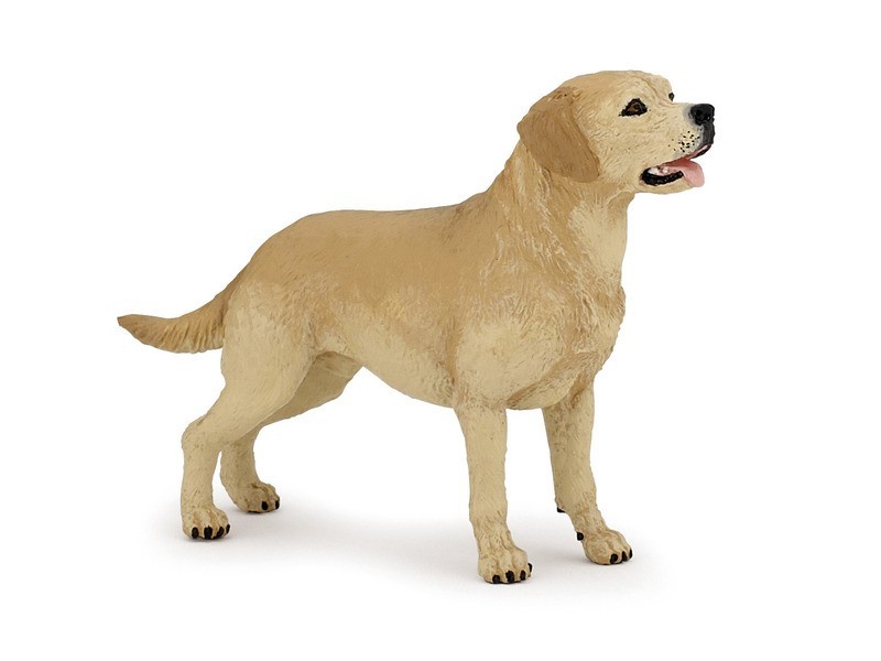 Labrador retriever - barátságos családi kutya