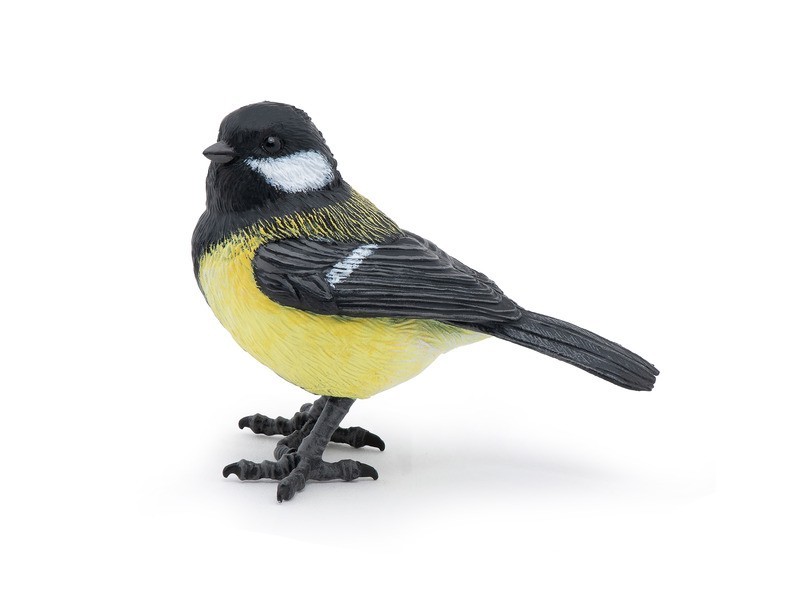 Európai cinege (Parus major) a kertben