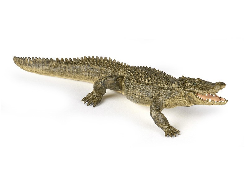 Alligátor termékkép