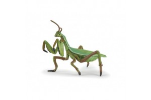Imádkozó sáska – élő mantis a terráriumban