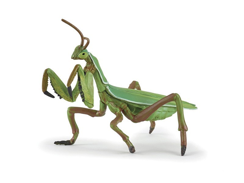 Imádkozó sáska – élő mantis a terráriumban