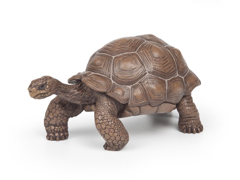 Galapagosi teknős játék - tartós és biztonságos