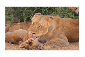 Állatok és kicsinyeik diafilm – színes természetfotók