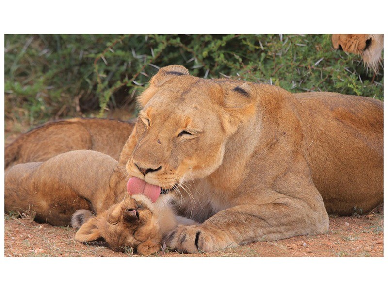 Állatok és kicsinyeik diafilm – színes természetfotók