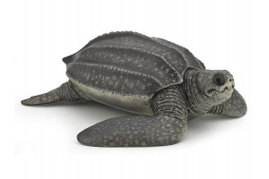 Bőrhátú teknős 56022