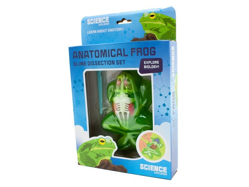 Béka anatómia slime – kreatív és oktató játék