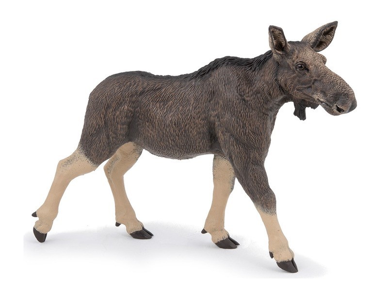 Nőstény jávorszarvas – élethű fotó