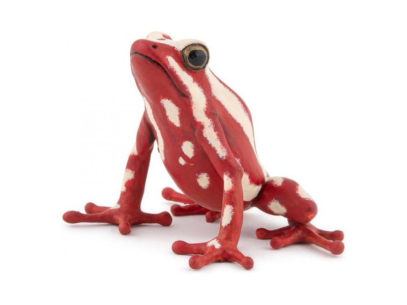 Nyílméreg béka — élénk színek, trópusi faj