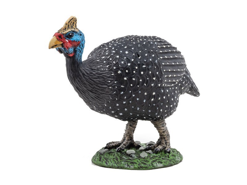 Gyöngytyúk - friss, házi nevelésű madár