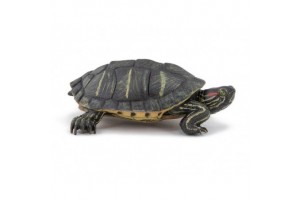 Vörösfülű ékszerteknős — egészséges példány