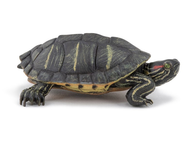 Vörösfülű ékszerteknős — egészséges példány